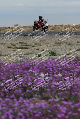 media/Jan-14-2023-SoCal Trackdays (Sat) [[497694156f]]/Turn 14 Exit Bloomig (145pm)/